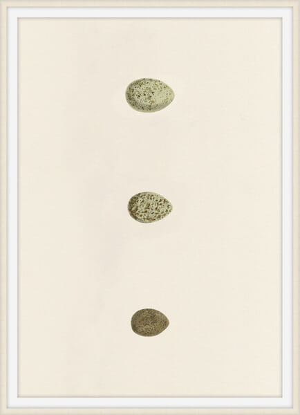 Unhatched 8 Unhatched 8