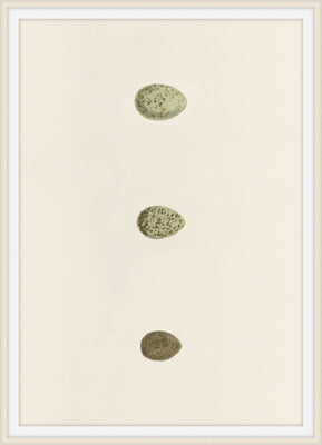 Unhatched 8