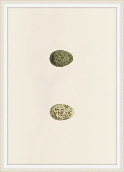 Unhatched 9 Unhatched 9